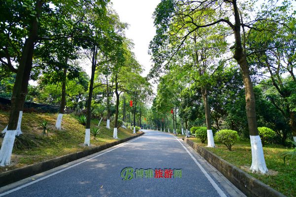 黄山鲁森林公园图片