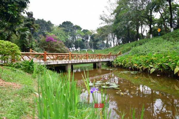 东莞植物园图片