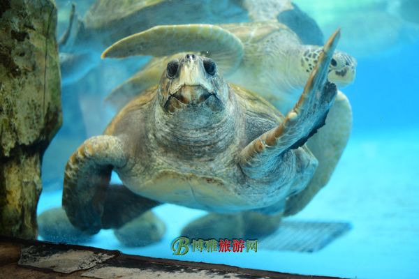 珠海横琴·长隆国际海洋度假区