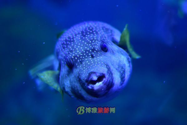 珠海横琴·长隆国际海洋度假区