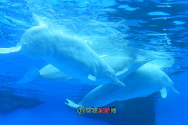 珠海横琴·长隆国际海洋度假区