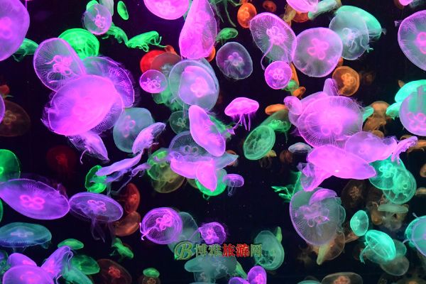 珠海横琴·长隆国际海洋度假区