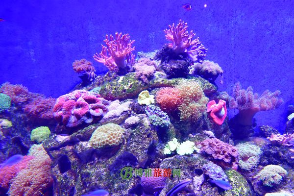 珠海横琴·长隆国际海洋度假区