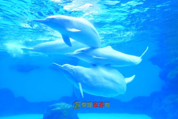 珠海横琴·长隆国际海洋度假区