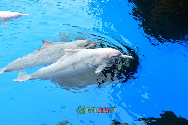 珠海横琴·长隆国际海洋度假区
