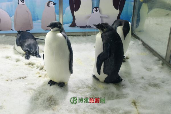 珠海横琴·长隆国际海洋度假区